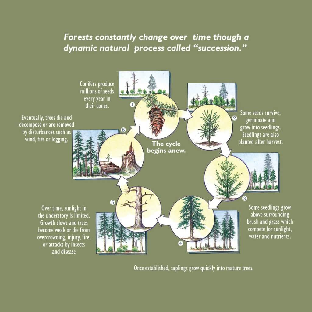 The Lifecycle of a Forest 6