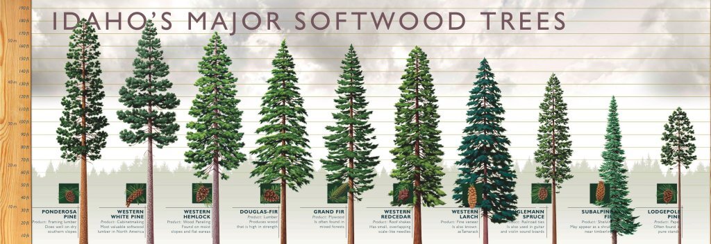 Softwood Trees of Idaho